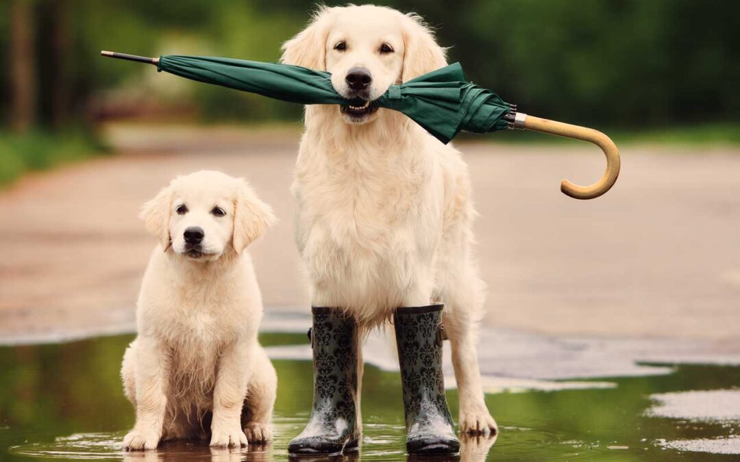Naturkatastrophen der letzten Jahre in Deutschland